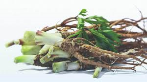 Dong Quai Root Powder 1 lb