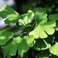 Gingko Leaf Powder 1 lb