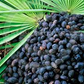 Saw Palmetto Berry Powder 1 lb