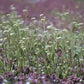 Shepard Purse Herb Powder 1 lb