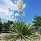 Yucca Stalk Powder 1 lb